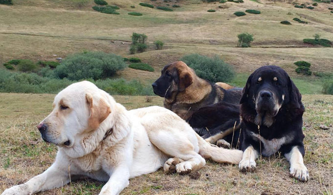 Spanish Mastiff: loyalty, calmness, strength (8 photos)