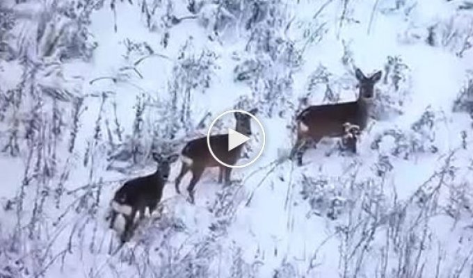 Три козулі серед засніженого поля на передовій вдивляються у камеру українського БПЛА