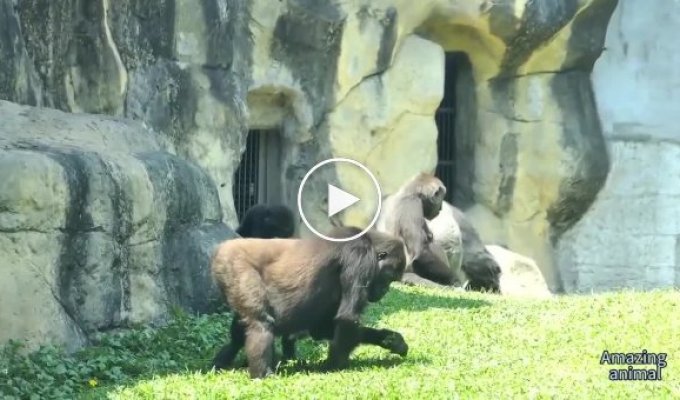 The male gorilla quickly resolved the conflict