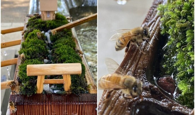 Японский храм возвёл необычную "станцию" для пчёл (8 фото)