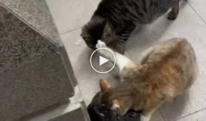Не трожь!: кот явно не намерен делиться
