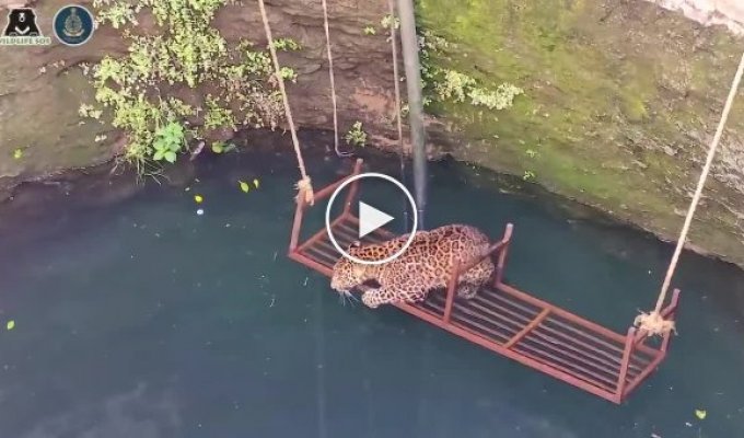 Операция по спасению леопарда из колодца в Индии