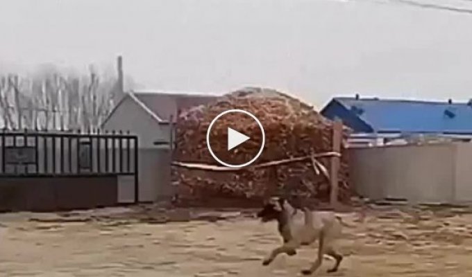 Like Michael Jordan! The dog that was able to jump a long distance
