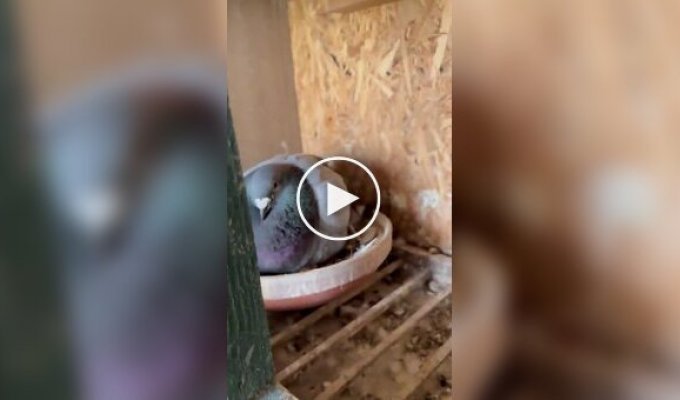 Fluffy pigeon chicks