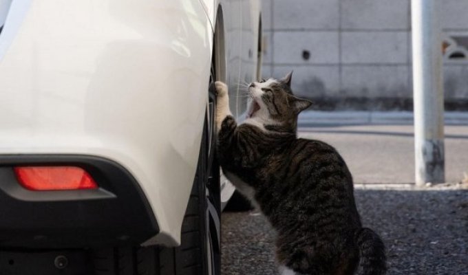 Мир котов глазами японского фотографа Масаюки Оки (18 фото)