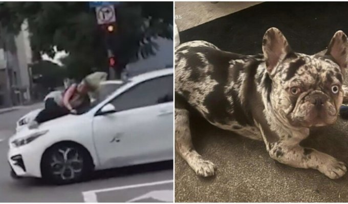 A woman rushed onto the hood of a car, trying to get her dog back (6 photos + 1 video)
