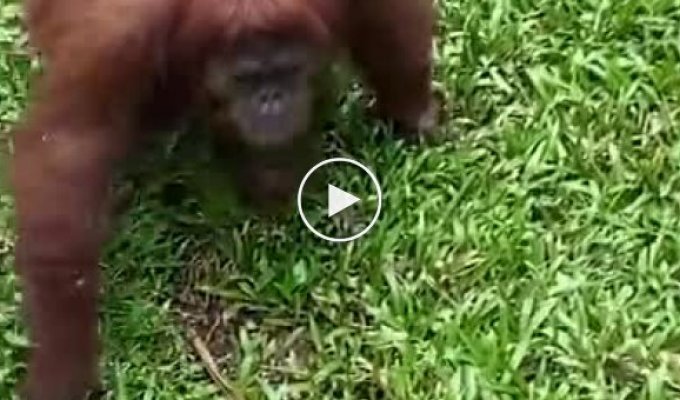 Самка орангутана решила примерить очки, которые уронила девушка