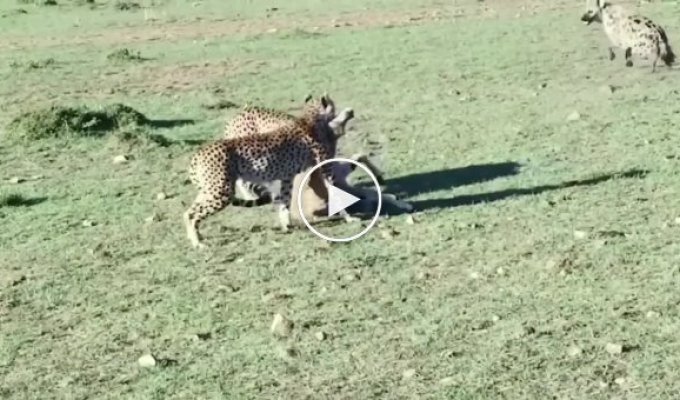 The hyenas recaptured the cheetahs' prey, but were still hungry
