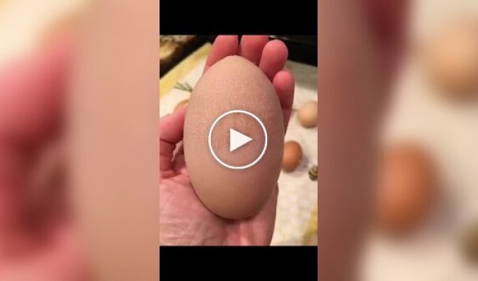Гигантское куриное яйцо