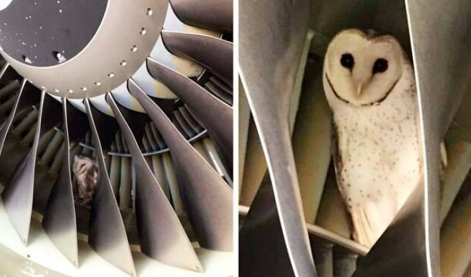 Сотрудники аэропорта случайно обнаружил сову, спящую в двигателе самолёта (4 фото)