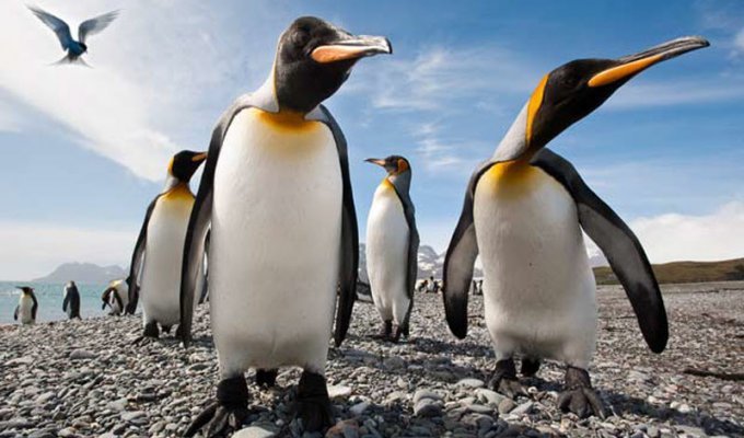 Фото пингвинов от Ника Гарбутта (15 фото)