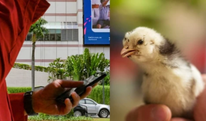 You're wearing a chicken instead of a smartphone! Indonesia fights child addiction (5 photos)