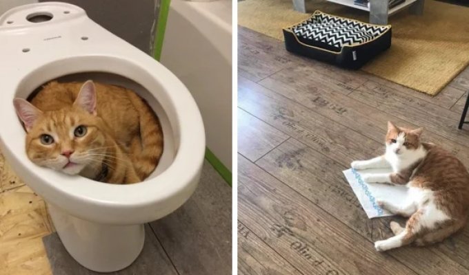 20 Photos of Nasty Cats That Will Sleep Anywhere But on Specially Purchased Beds (21 photos)