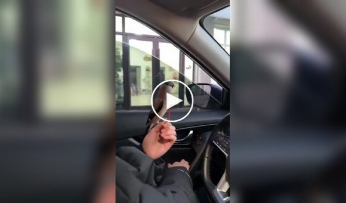 Женщина научила птицу приносить ей деньги