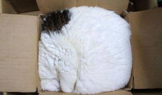 Прикольные картинки. Выпуск 1338