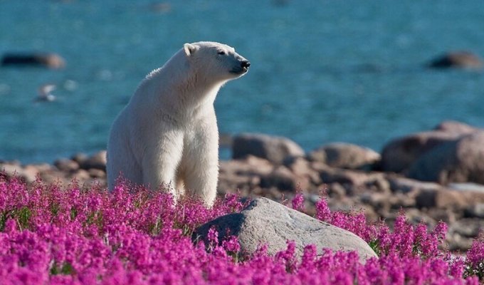 Белые медведи не только в снегу, но и в цветах (12 фото)