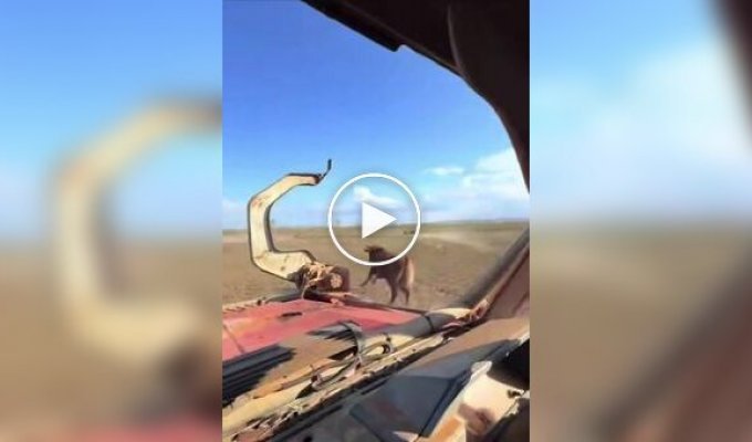 Ковбои XXI века: в Австралии быков ловят на пикапах