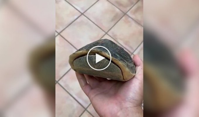 Необычный черепаший панцирь