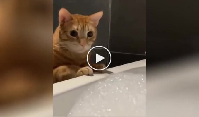 The cat was interested in the bath foam