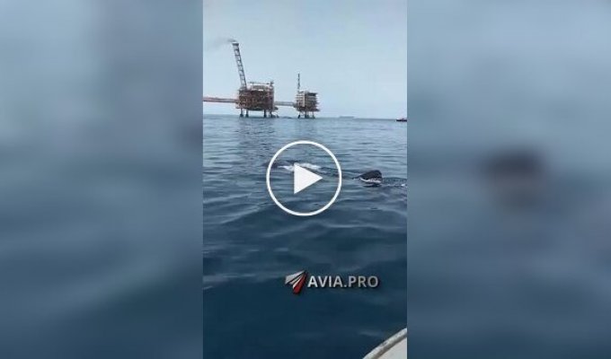 Мужчина покатался на спине китовой акулы  спине китовой акулы, прокатился, удивительно, экстрим