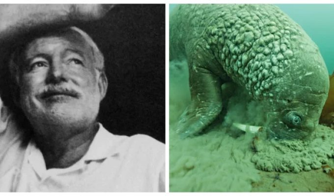 От невезучего Хемингуэя до хитрых моржей: 7 реальных фактов, которые кажутся выдумкой (8 фото)