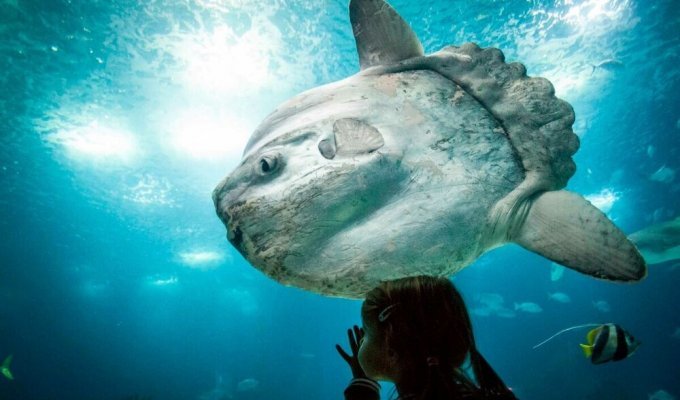 Moonfish: chances of survival are less than 1% (11 photos)
