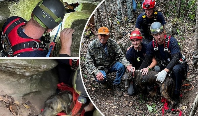 In the USA, a dog was rescued after it spent three days in a cave with a bear (4 photos + 1 video)