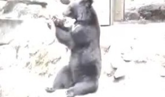 Медведь весьма нелохо отрабатывает деньги :)