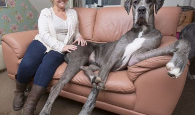 Знакомьтесь, это Фредди, самая большая собака в мире (6 фото + 1 видео)