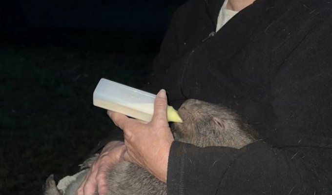 One wombat is good, but two are better (3 photos + video)