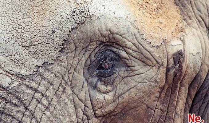 Грустные глаза животных (9 фото)