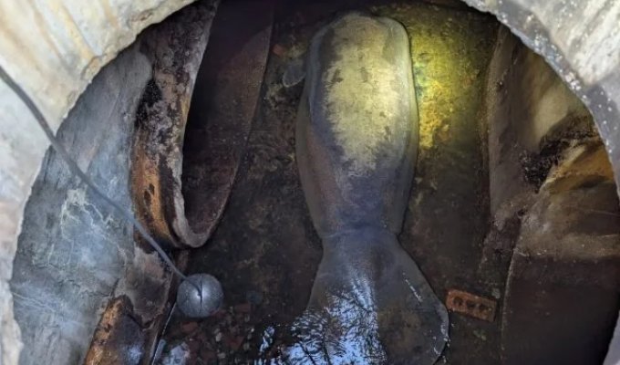 Во Флориде спасли 186-килограммового ламантина, застрявшего в канализации (2 фото)
