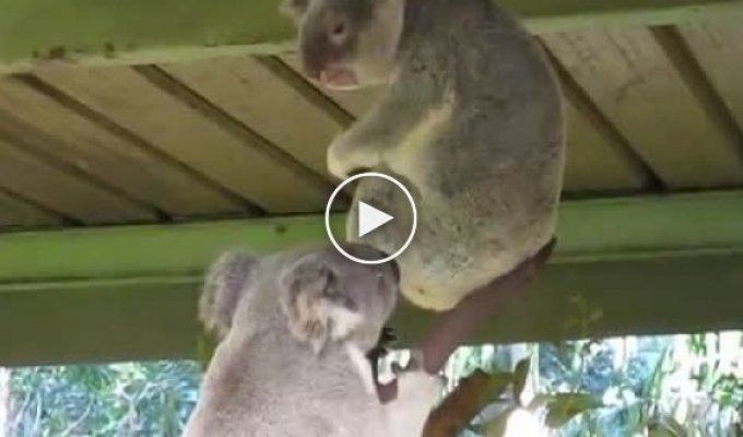 Удивительная драка двух коал