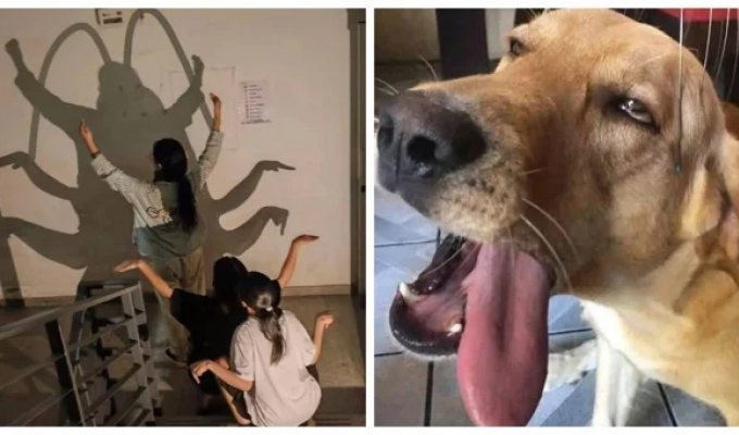 Пес-менеджер, птах-гігієніст та цегла-революціонер: 25 кадрів, після яких світ уже не буде колишнім (26 фото)