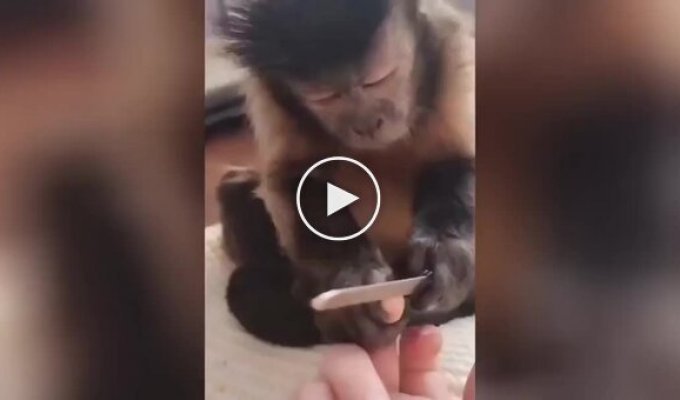 Monkey gives manicure to his owner