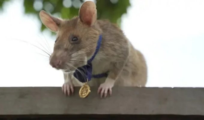 Гамбийская крыса спасала жизни людей и получила золотую медаль (8 фото)