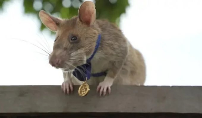 A Gambian rat saved people's lives and received a gold medal (8 photo)