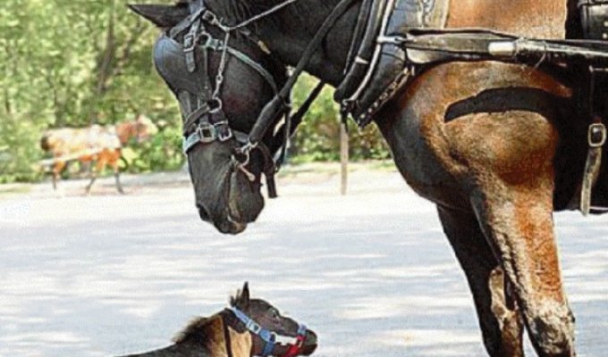 Ликбез о лошадях. Рекорды и ответы на самые популярные конные вопросы (21 фото)