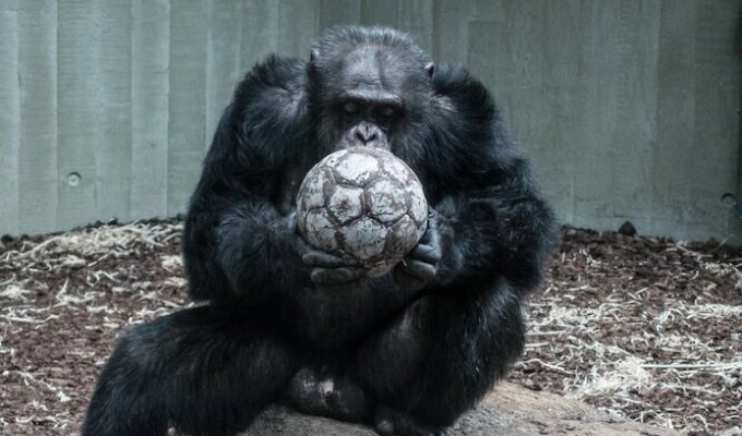 Scientists have found that chimpanzees have their own primitive language. Amazing! (3 photos)