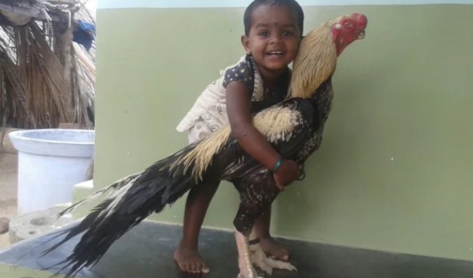 Asil: fighting cocks from India (9 photos)