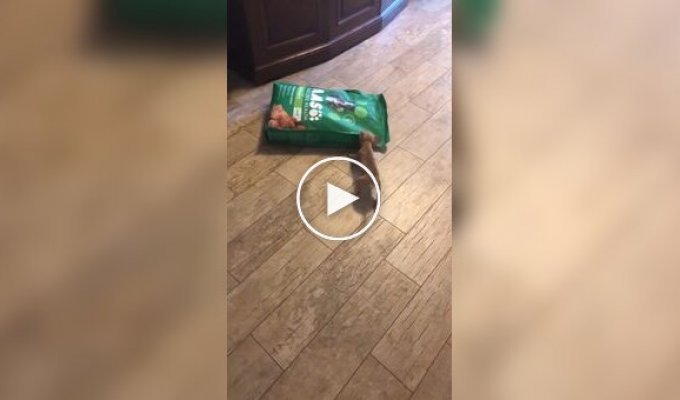 The dog is trying to steal a bag of food.