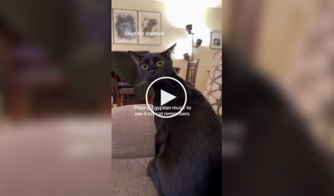 Владелец кошки включил питомцу египетскую музыку