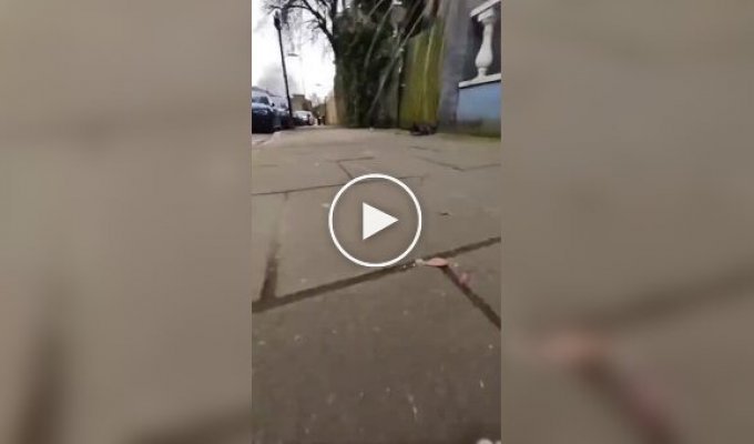 Walking a cat with a camera on his collar