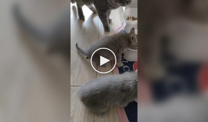 Заводила котенка, а получила мясорубку