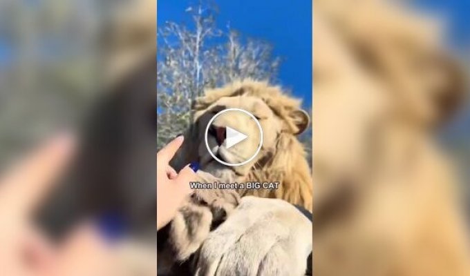 Девушка сняла доказательства, что большие кошки такие же милые, как и маленькие