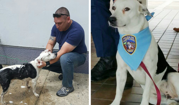 Бездомный пес стал сотрудником полиции в Пуэрто-Рико (10 фото)