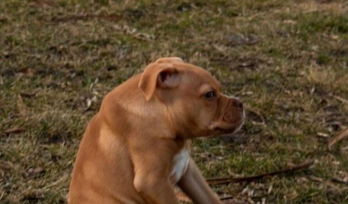 Объясните свою маленькость: собака по кличке Айви с синдромом короткого позвоночника влюбила в себя соцсети (6 фото + видео)