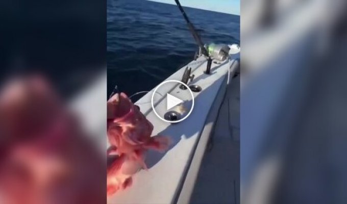 В США рыбаки поймали рыбу с ярко выраженными мужскими признаками