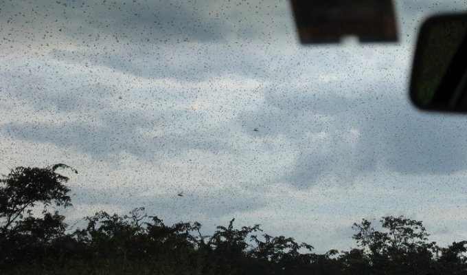 Летний дождик (3 фото)