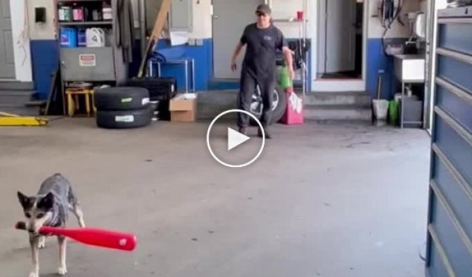 Smart dog unsuccessfully hit the ball